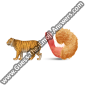 Tiger Prawn 